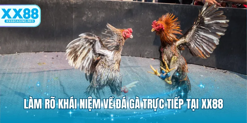 Làm rõ khái niệm về đá gà trực tiếp tại XX88
